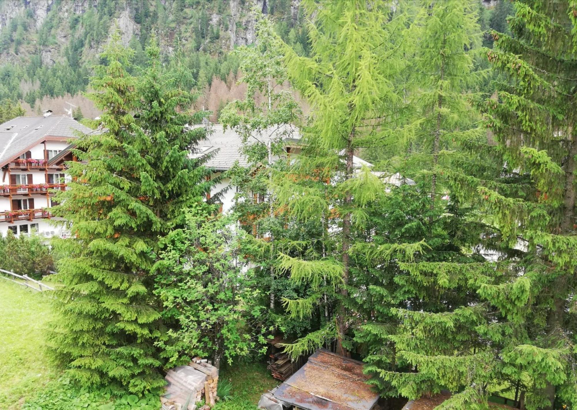 Cesa Pier Sellaronda Dolomiti Apartment Campitello di Fassa Luaran gambar